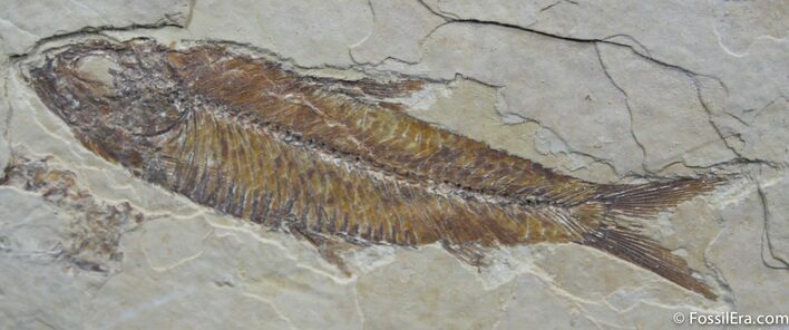 Google+ Contest Prize: Knightia Fossil Fish #777